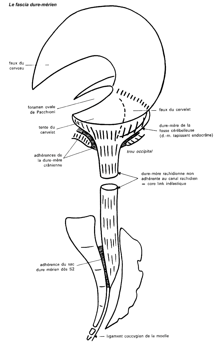 Le fascia-dure-merien