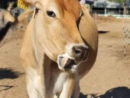 The Moo-velous Jersey