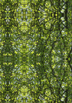 birch tree mirror 2 A4