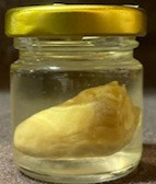 Duck Heart - wet specimen