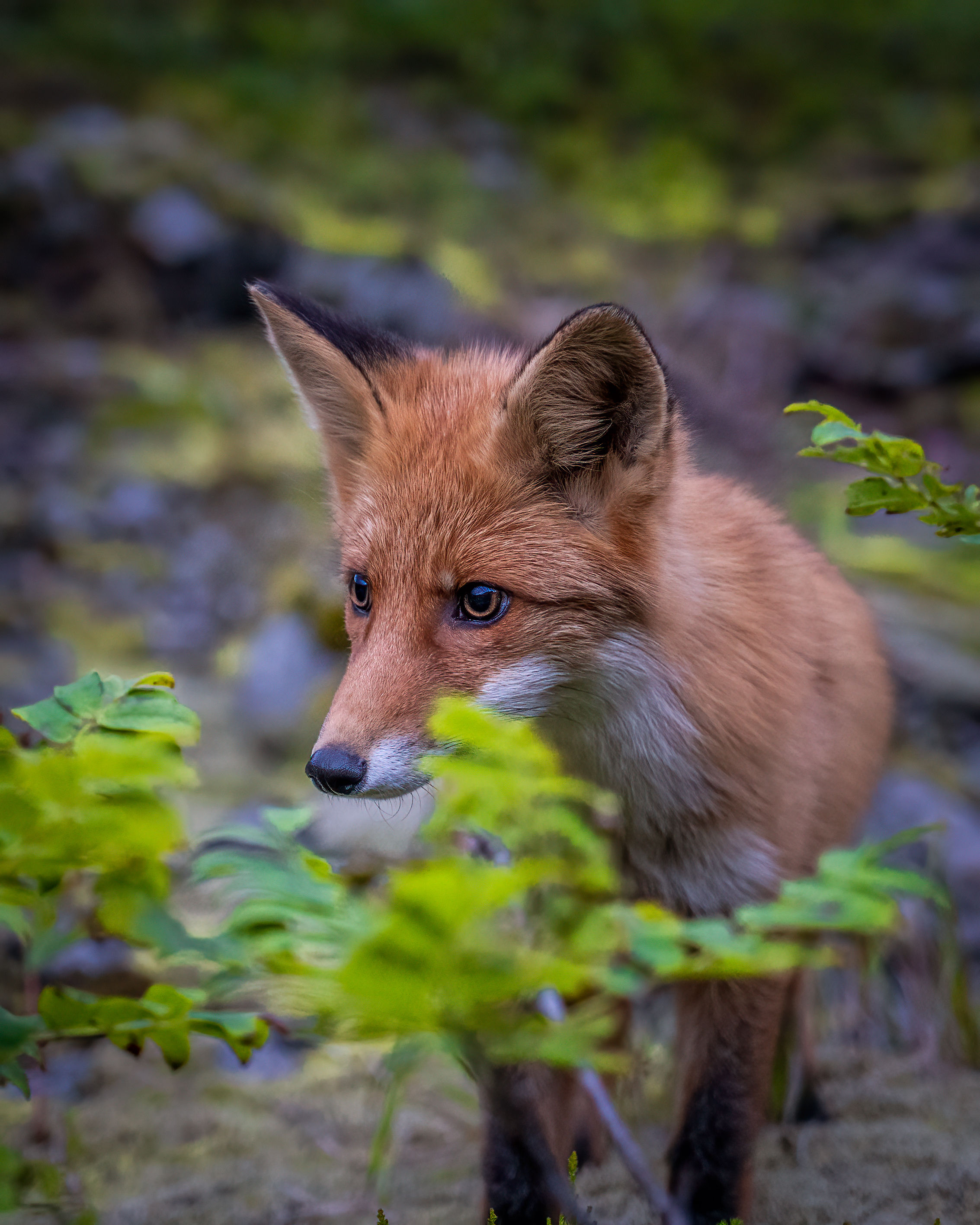 Red fox cub