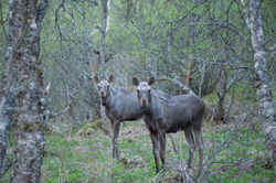 Moose