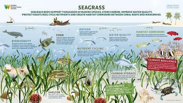 Save Our Seagrasses