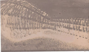 Scan 37.jpeg