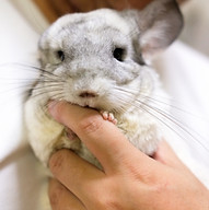 ウサギ