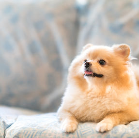 犬