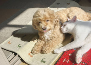 犬猫
