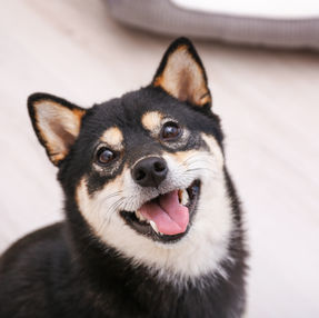 犬