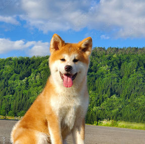 犬