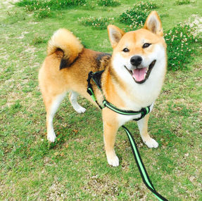 犬