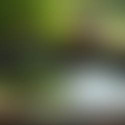 standing water can harbor larvae