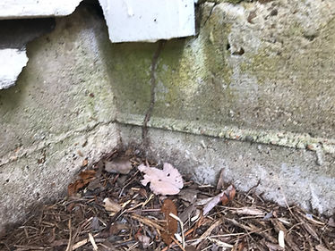Subterranean termite tunnels on a Florida foundation