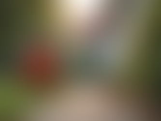 Top-Rated Pest Control Services in Houston