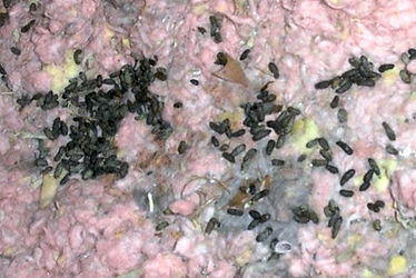 Rodent droppings in an attic