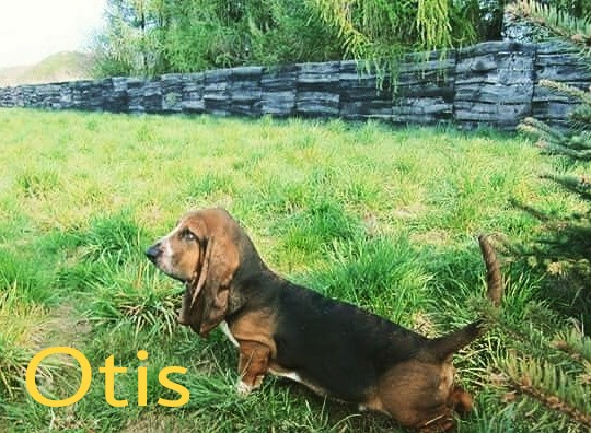 Otis