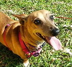 Lola.jpg