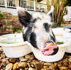 Hector the Pig