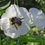 Miniatura: White morning glories growing in a garden.