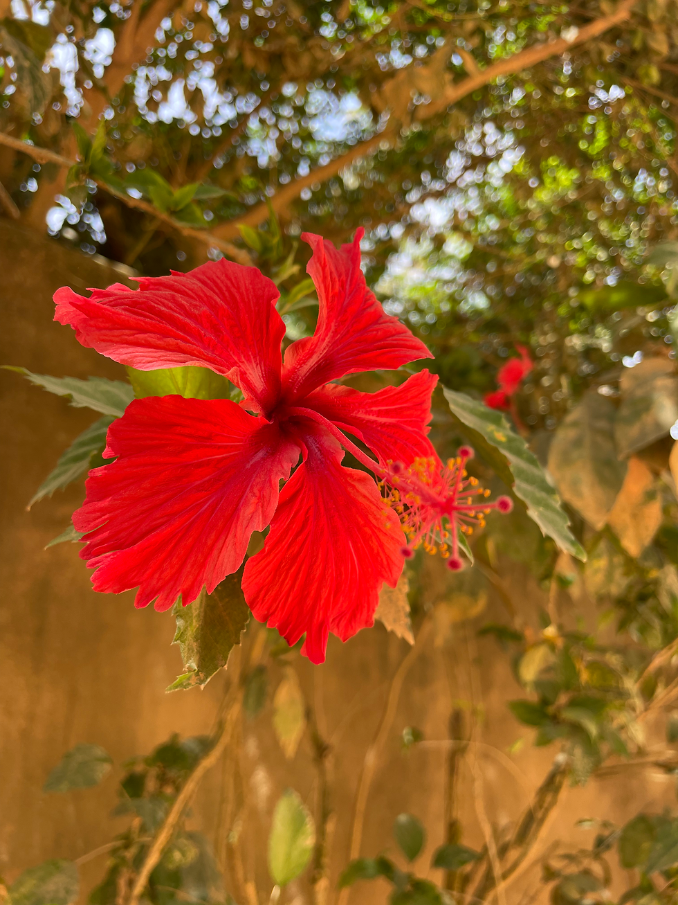 Mi vida con Amenorrea Hipotalámica