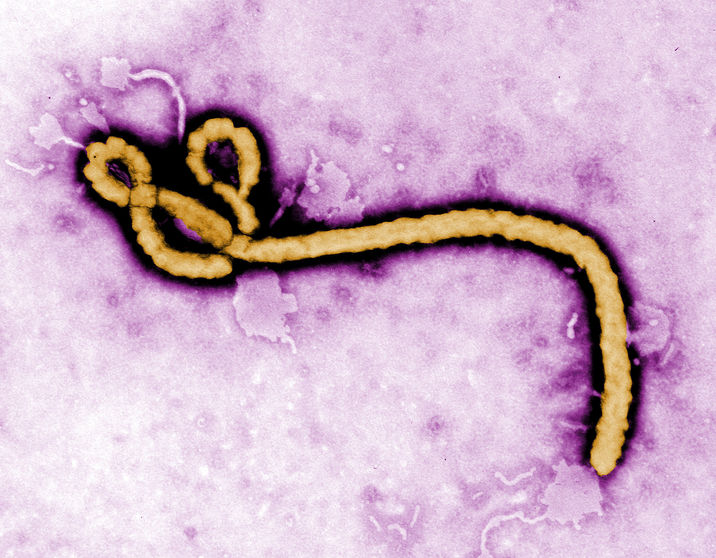 The Ebola Crisis