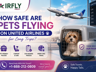 How Safe Are Pets Flying on United Airlines for Long Trips?