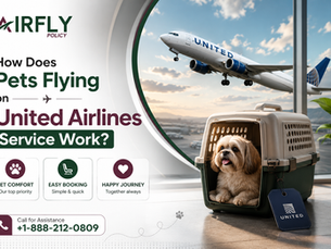 How Does Pets Flying on United Airlines Service Work?