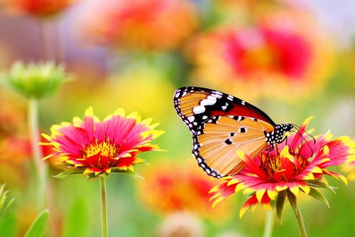 Butterfly and flowers