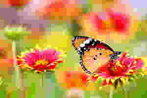 Butterfly and flowers