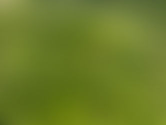 Paisagem de Mata Atlântica densa no complexo florestal Sooretama-Linhares