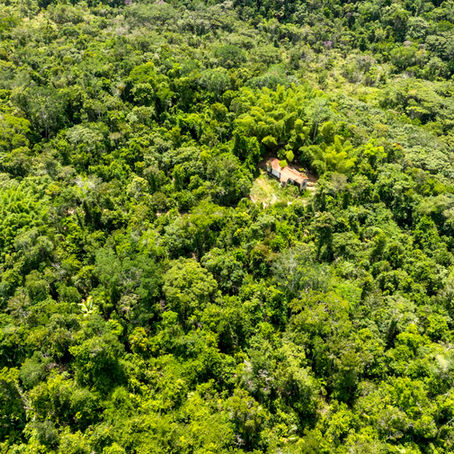 Paisagem de Mata Atlântica densa no complexo florestal Sooretama-Linhares