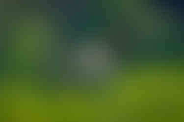 Águia-pescadora com uma Tainha