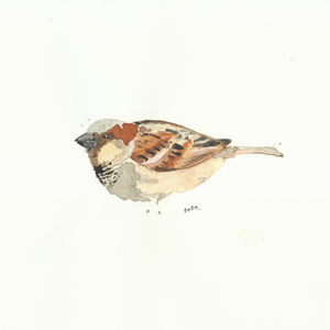Passer domesticus