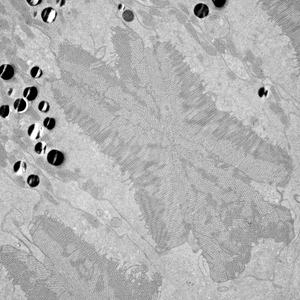 Neodiprion lecontie larval photoreceptor rhabdoms - TEM