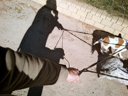 oliver-haupt-dog-walk-b-web_med-1.jpeg