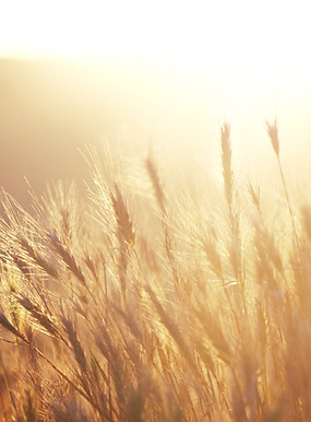 Sunrise over a wheat field