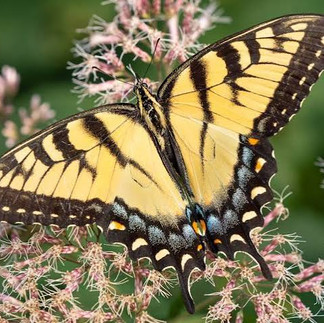 Giant Swallowtail