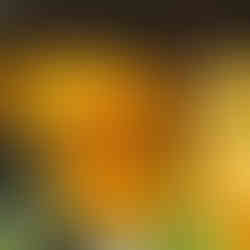 Orange Sulfur