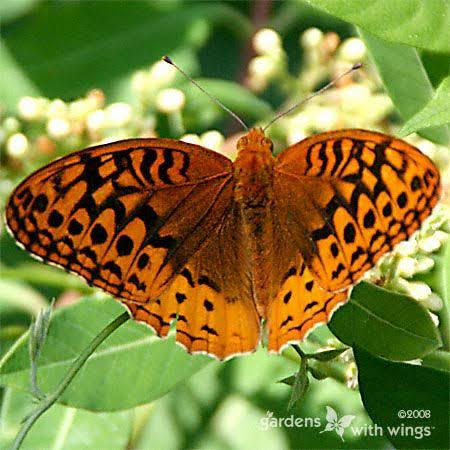Southeastern Minnesota's Amazing Birds & Butterflies 