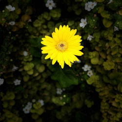 ANALOGOUS COLOR