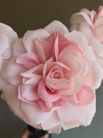 Miniatura: Rosa