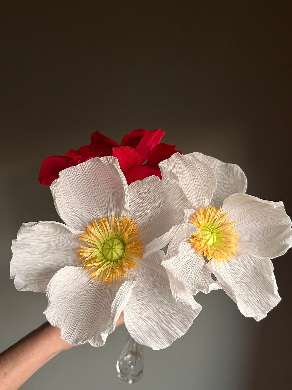 Miniatura: Papavero bianco