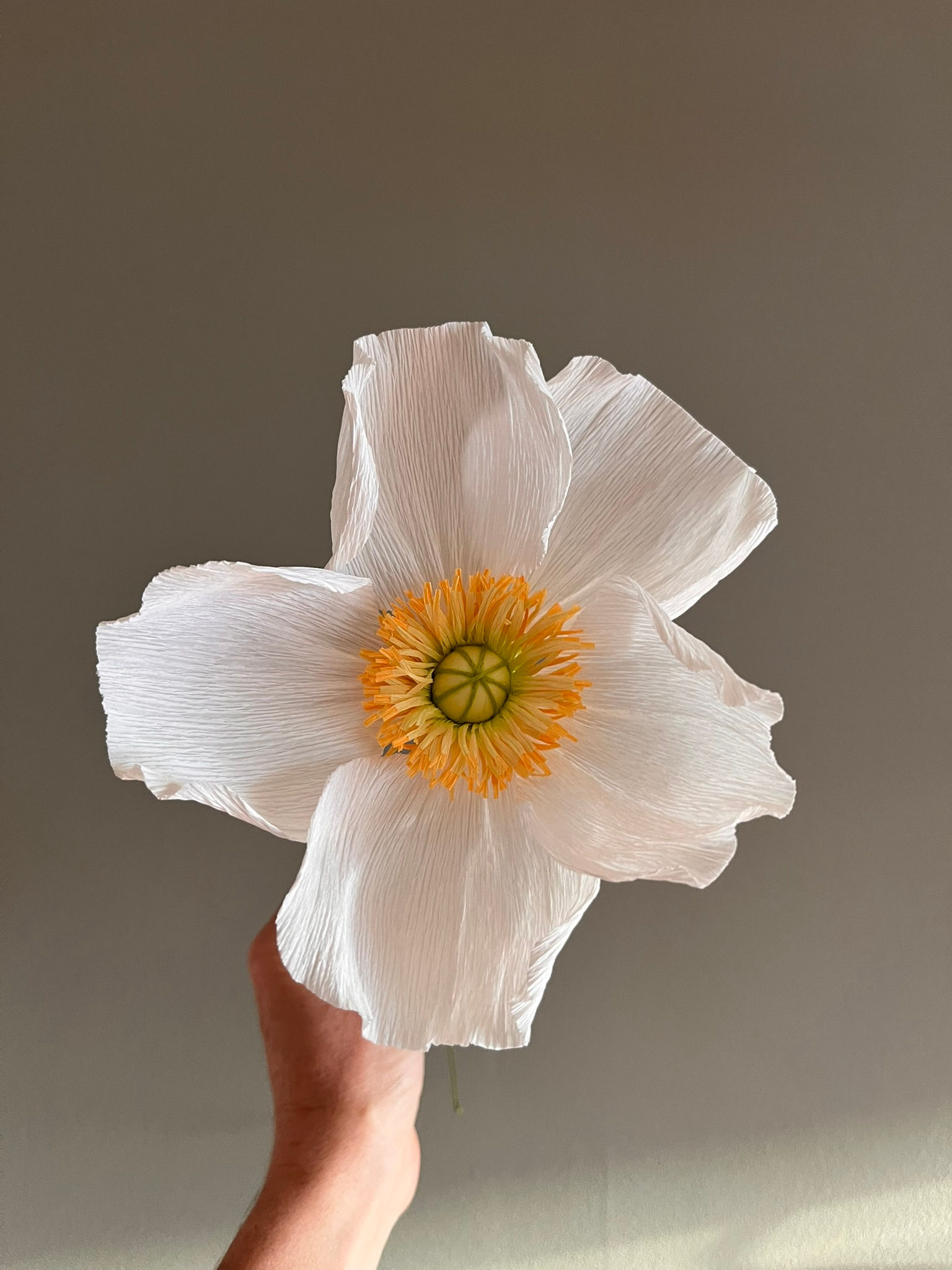 Papavero bianco