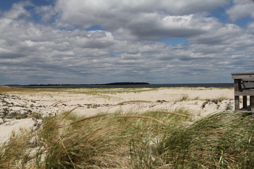 beach grass and ocean.jpg
