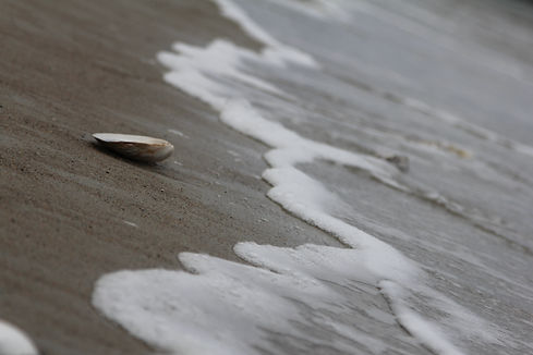 water rolling in with a shell.jpg