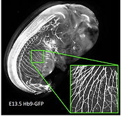 Figure 5.jpg