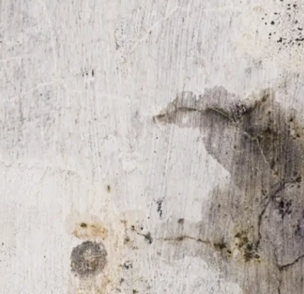 Moisissure sur un mur, mold on a wall