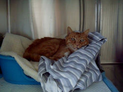 Associação EntreGatos