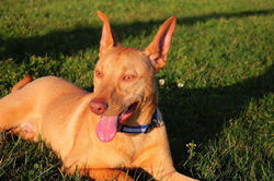 SALVADOR - CORAÇÕES SEM DONO