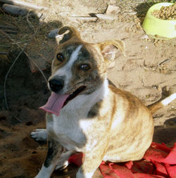 LITLLE BOY - A.A.A.SEIXAL