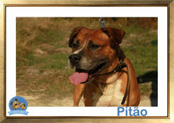 PITÃO - A.A.A.SEIXAL